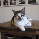 たまゆらん - ヅラヅラ・・・(2015.05)