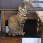 たまゆらん - 福ちゃん(2015.05)