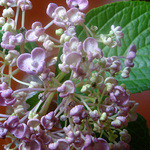 朝食屋コバカバ - COBAKABA