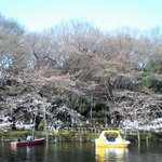 Chinrai tei - 井の頭公園の桜