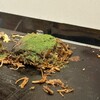 三津浜焼きまるこう 勝山店
