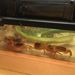 北地蔵 - 沢カニさんがお出迎え