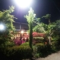 向日葵 - 