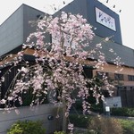 Hana para - シンボルツリーの枝垂れ桜