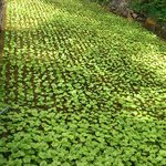 天城わさびの里 - わさび田