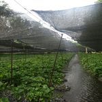 大王わさび農場 テイクアウトコーナー - わさび田