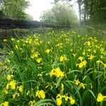 大王わさび農場 テイクアウトコーナー - 黄菖蒲（きしょうぶ）