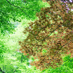 新緑アフタヌーンティーの後は、庭園をお散歩