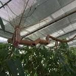 根ッ子うどん - 竜がいます。