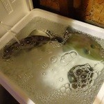 宝寿司分店 - カワハギ生存中