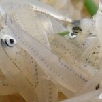 生しらすのアップ