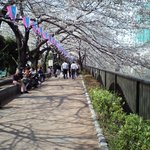 朝松庵 - 目黒川の桜並木