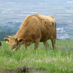 草千里レストハウス - 赤牛