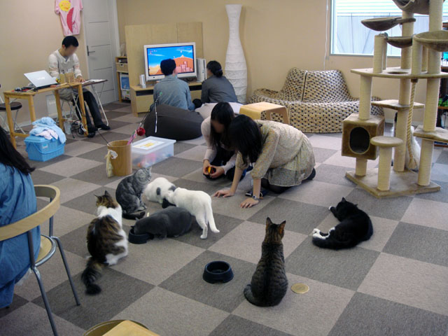 キャットカフェねころび 東池袋 その他 食べログ キャットカフェねころび 東池袋 その他 食べログ