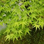 里 - 新緑の楓もまた良し！