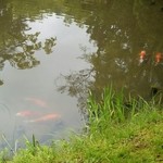里 - 池には鯉達が…
