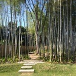 パーラー 果物小町 - 裏庭の竹林