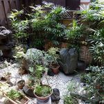 川豊 - 2015年4月　お庭