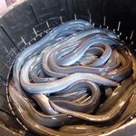 2015年4月　生きている鰻