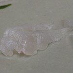 鮨 心白 - 【再訪２】熟成フグ