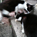 鉄板焼 ホルモン やまき - (2015.05)