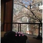 割烹 なか川 四条店 - 桜の時期はお部屋からお花見ができちゃいます～♪