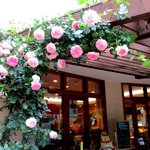 ル・パティシエ ヨコヤマ - キレイなバラが満開！(2015,05/16)