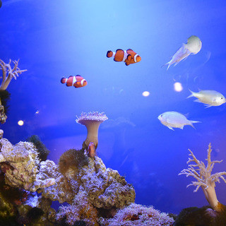 色とりどりの魚たちが心を癒してくれます