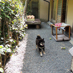 美山荘 - 美山荘のクロ〜１０歳