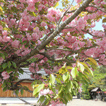 美山荘 - 里山の八重桜が満開〜♬