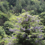 美山荘 - 山に咲く藤を愛でて花背へ・・