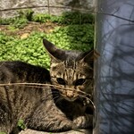 ファミリーマート - 料理写真:秋だニャー