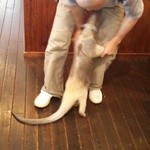 すろーすぺーすcafe - アリクイ