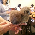 すろーすぺーすcafe - 子供の梟