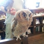 すろーすぺーすcafe - 梟