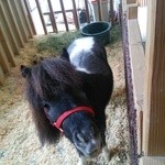 ミニチュアホース