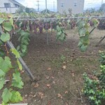 焼肉きんぐ - ドリンク写真: