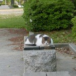 つる幸 - 公園にいた猫＠2015/5