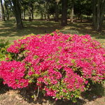 Ostu - 代々木公園のつつじ