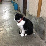 粋宏閣 - 寿し晴からの移動中に出会った　ねこちゃん