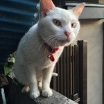 越後屋酒店 - 谷中銀座の猫。今日は三匹みました！