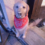 レストラン・フォレスト - 近くのお店の看板犬。本物？！、ではありません（汗）。