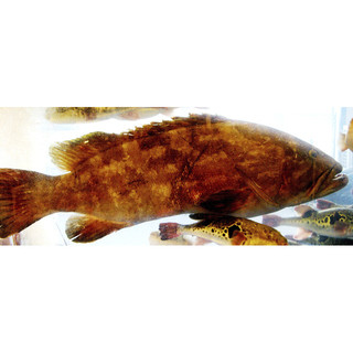 クエ鍋コース 10 500円 幻の高級魚 一度は食べて頂きたい刺身 クエ鍋 雑炊 全3品 活魚料理 あら磯 いけうおりょうり あらいそ 日本橋 ふぐ 食べログ