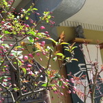 【再訪3】店先には、春を感じさせる蕾が