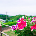 のどか - オープンテラスには色とりどりの花で飾られています。