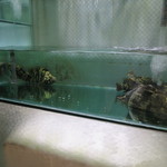 Ah Yat Abalone Seafood Restaurant - 