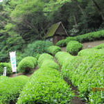 神戸に茶畑ーー！