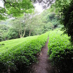 茶室静香亭 - 夏もちーかづく八十八夜♪