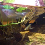 石焼カレーうどん「のあ」 - 熱帯魚が沢山泳いでいました