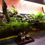 石焼カレーうどん「のあ」 - 大きな水槽です